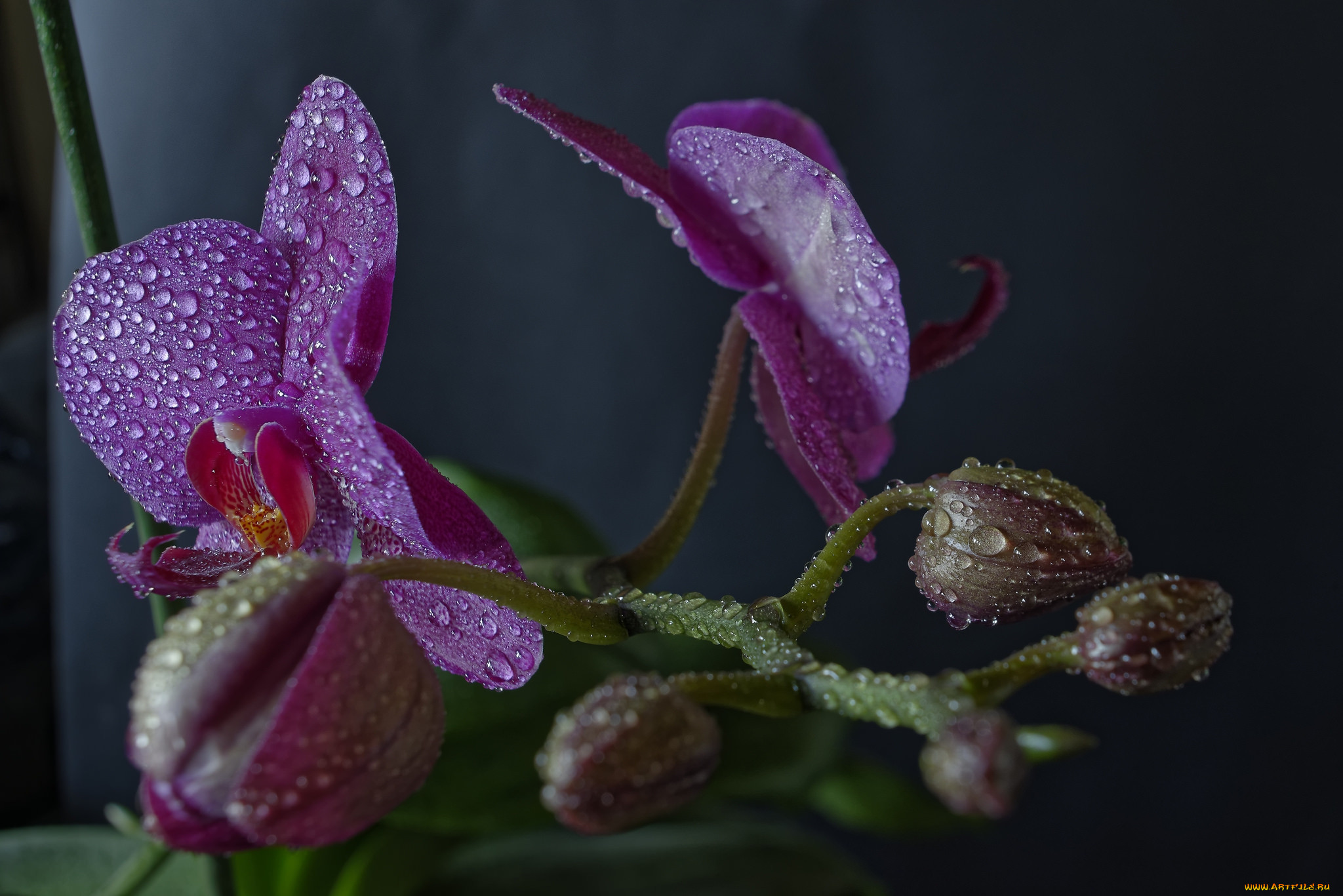 phaleonopsis, , , 